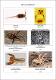 Lab Exam V Arachnoentomology (2).pdf.jpg